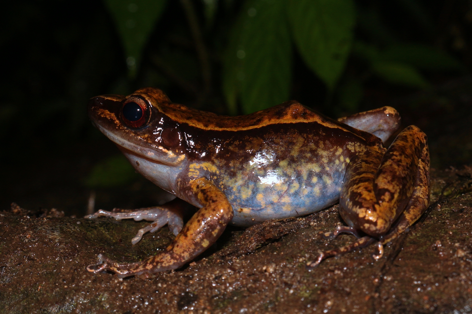 Onehit wonder frog makes a comeback in the southern Philippines