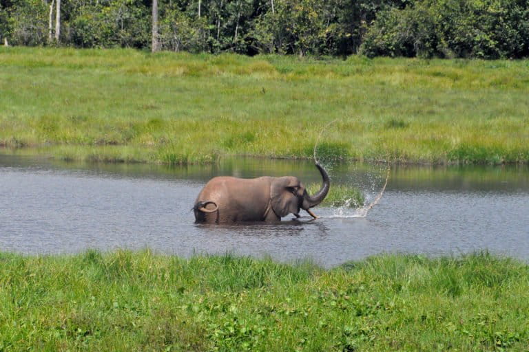 Elephant washing itself in the Congo rainforest. Photo credit: Rodger Schlickeisen.