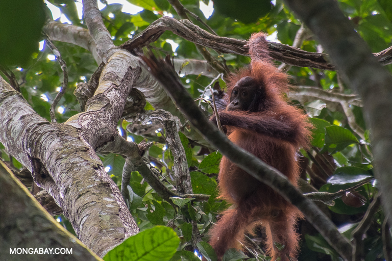 The study found that female orangutans living in or near oil palm plantations frequently had young -- a sign that they were adapting to the altered environment. Image by John C. Cannon/Mongabay.