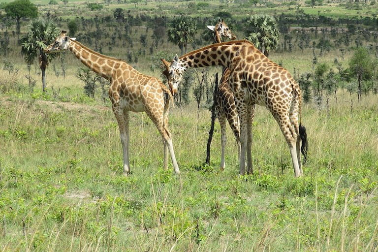 Giraffes (Giraffa camelopardalis rothschildi) in Uganda’s Murchison Falls National Park. Image by Daryona via Wikimedia Commons (CC BY-SA 3.0).