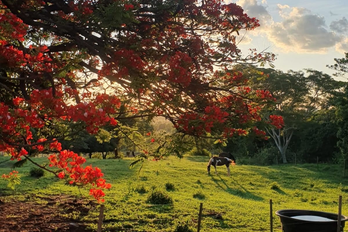 A carne possível: fazendeiro mostra como pecuária pode regenerar o Cerrado  - 18/03/2021 - UOL ECOA