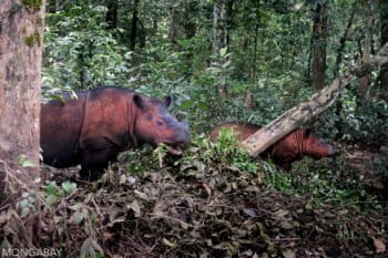 Sumatran rhinos in Indonesia. Photo credit: Rhett A. Butler