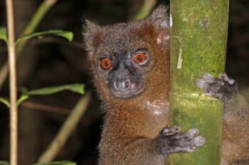 Greater bamboo lemur (Prolemur simus). Image by Charles J. Sharp via Wikimedia Commons (CC BY-SA 4.0).