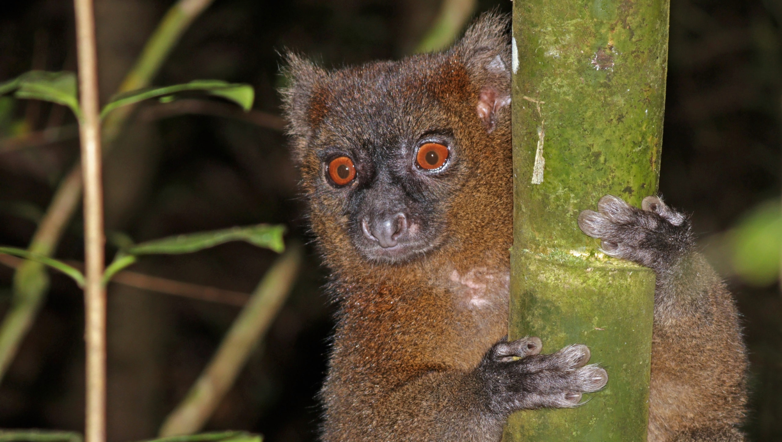 Slash-and-burn farming eats away at a Madagascar haven for endangered lemurs, frogs Slash-and-burn farming eats away at a Madagascar haven for endangered lemurs, frogs