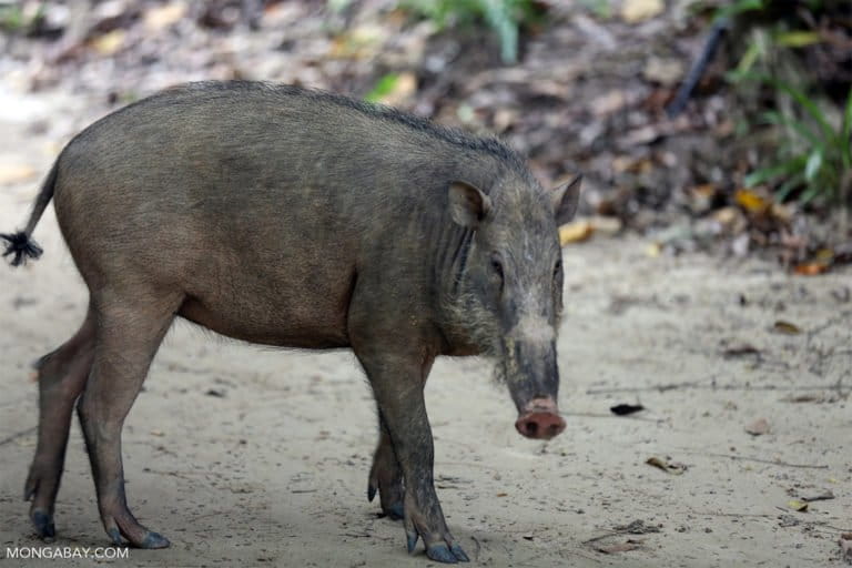 A young wild pig in Peninsular Malaysia. 