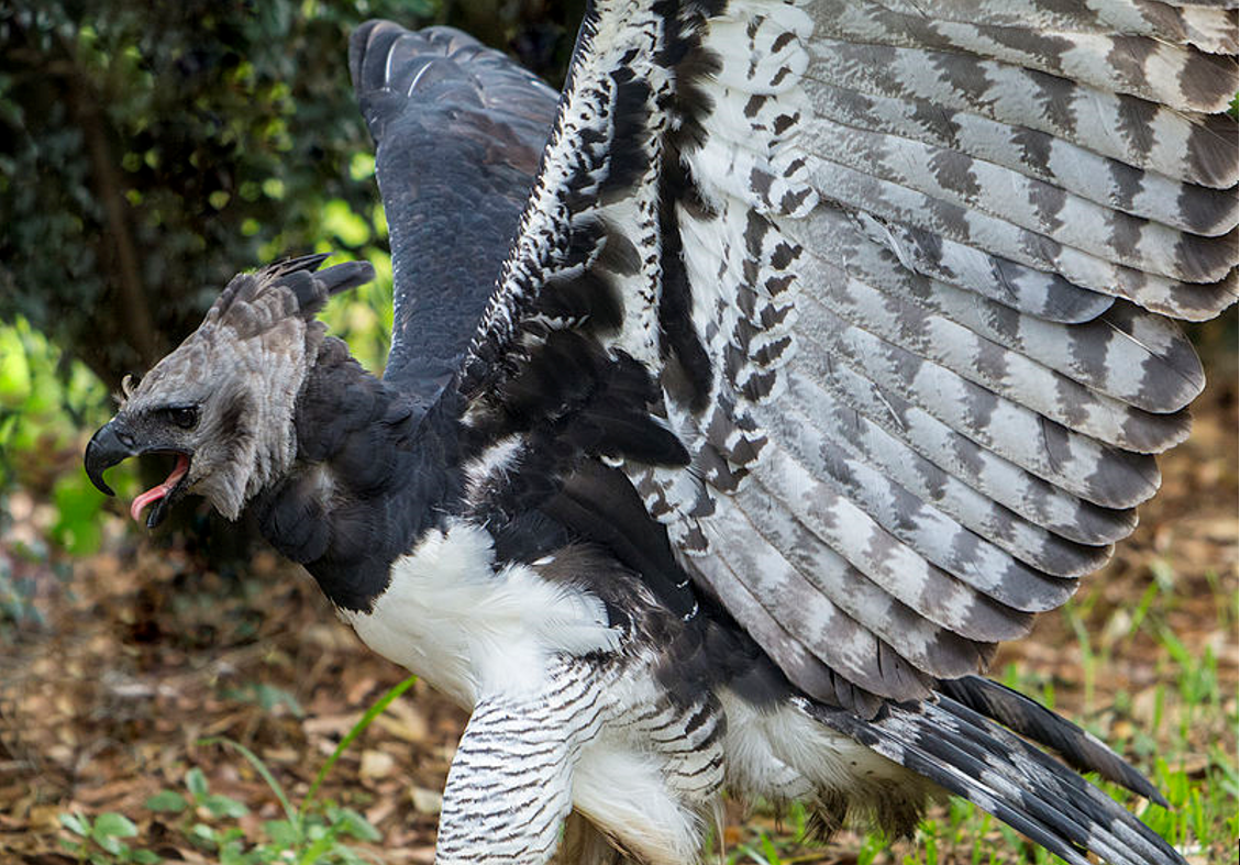 Harpy Eagle Hunting