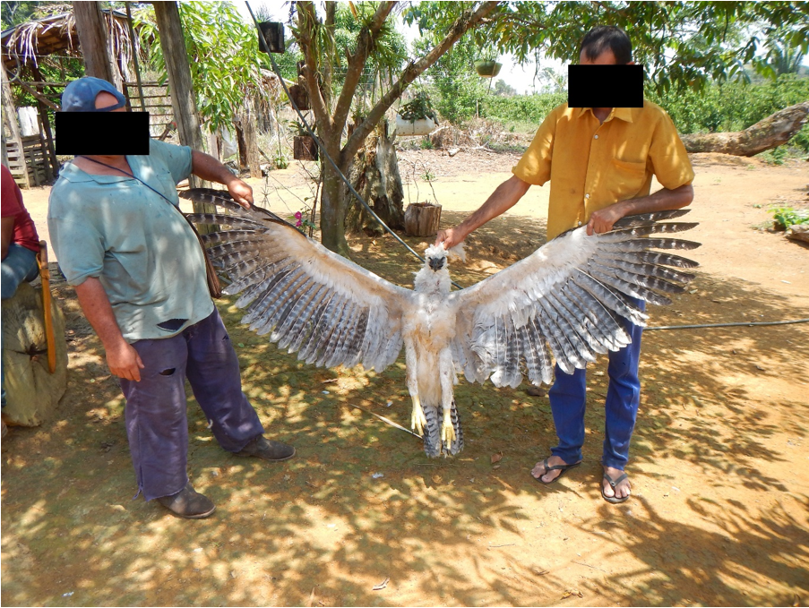 Today's bird, the Harpy Eagle. One of the largest raptors, whose