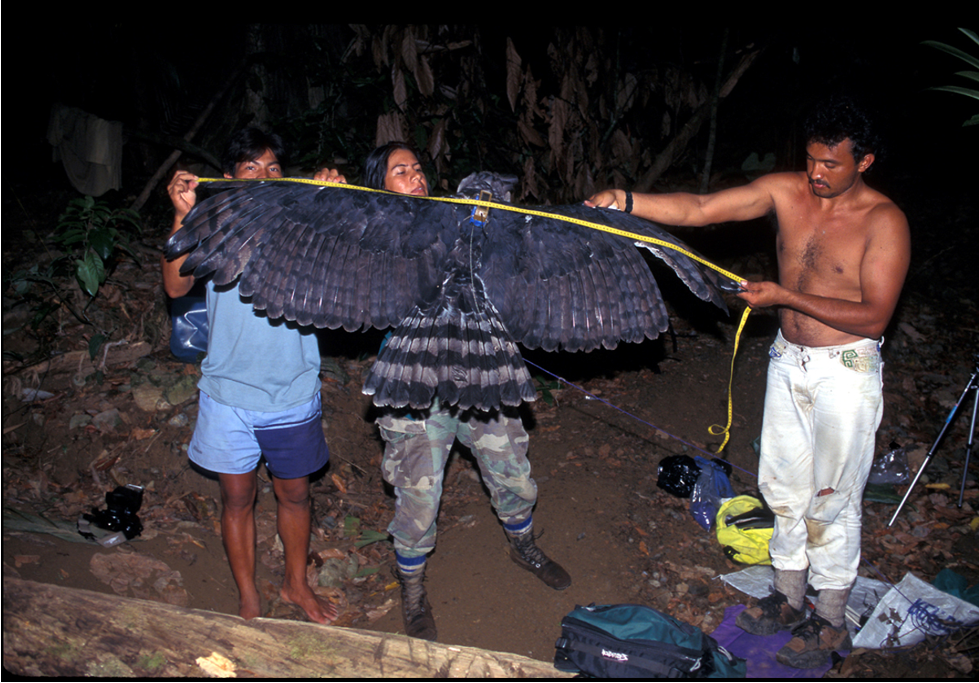 Dying of curiosity: Why people shoot harpy eagles