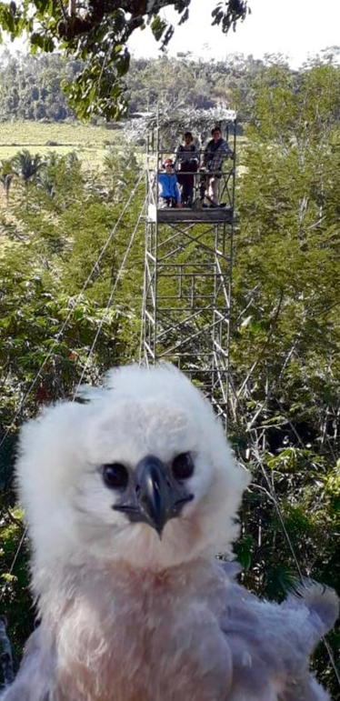 The harpy eagle is at risk of extinction: the situation