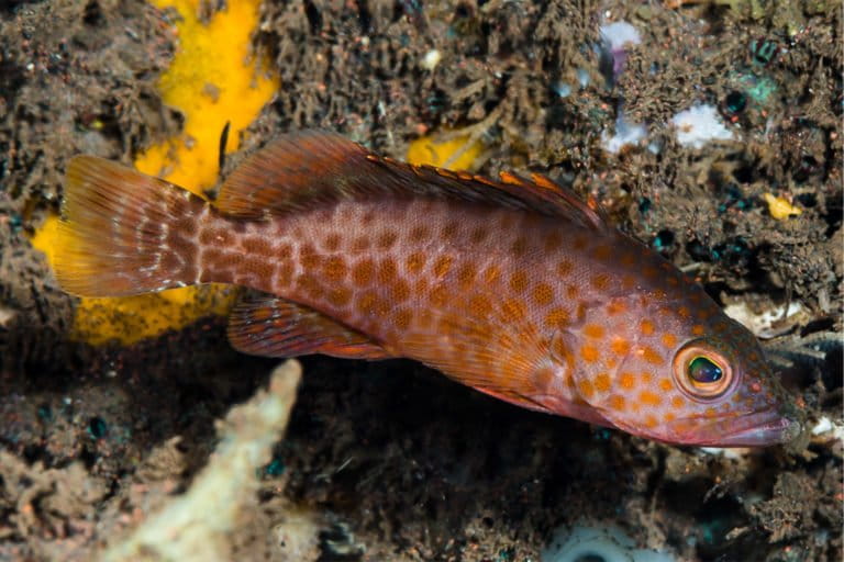 A juvenile areolate grouper (Epinephelus areolatus). Protecting immature fish is key to keeping any fishery sustainable in the long term.