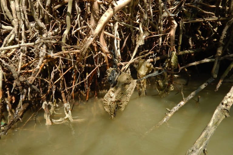 An old diaper hangs on a mangrove root on an eroded cliff facing the sea. Locals litter diapers, a common sight in the mangroves, due to a superstition that burning a dirty diaper instead might harm the baby.