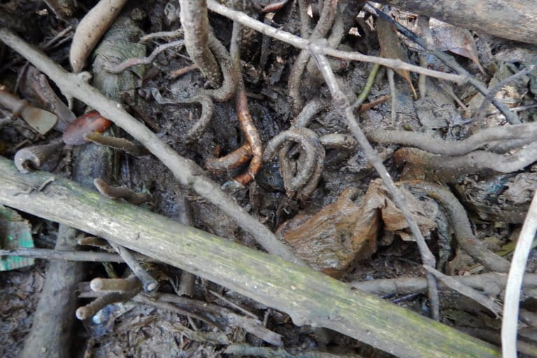 This mangrove root curled as it unsuccessfully tried to outgrow the piece of plastic that was covering it. 