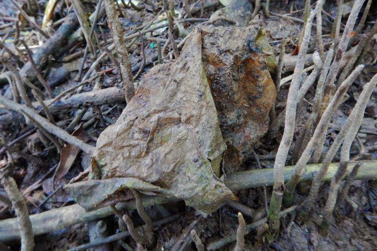 Plastic lies atop mangrove roots on the forest floor. 