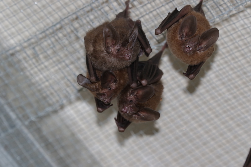 The common big-eared bat (Micronycteris microtis) are regular residents in the bat boxes. Image by Markus Martinez Burmann.