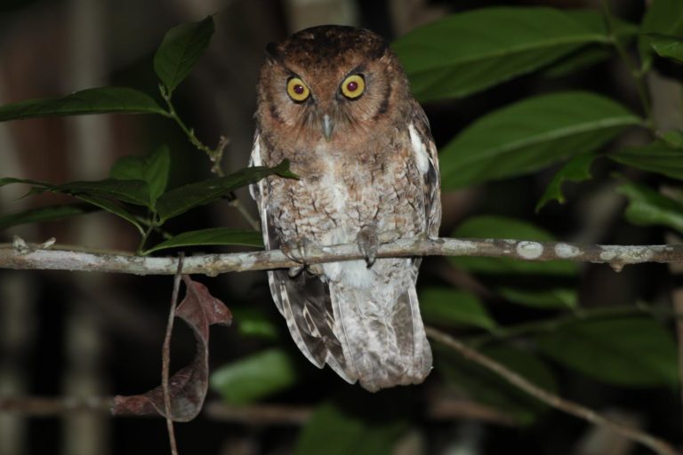 Two new species of endangered screech owls identified from Brazil Two new species of endangered screech owls identified from Brazil