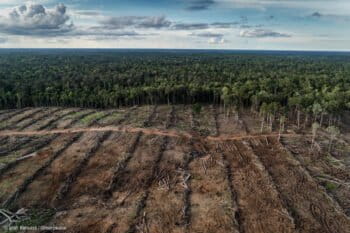 Documentation of landcover and oil palm plantation development in PT Internusa Jaya Sejahtera (PT IJS), part of the Central Cipta Murdaya group, in April 2018. Photo credit: © Ulet Ifansasti / Greenpeace