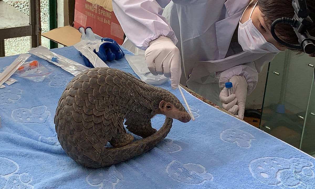 Sophie, head of the pangolin working group of the CBCGDF, sampling a Chinese pangolin's oral and nasal secretions and skin surface tissues at the Jinhua Wildlife Rescue Center. After being cleared, the pangolin was released into the wild. CBCGDF was been working to protect pangolins since 2015. Photo credit: CBCGDF