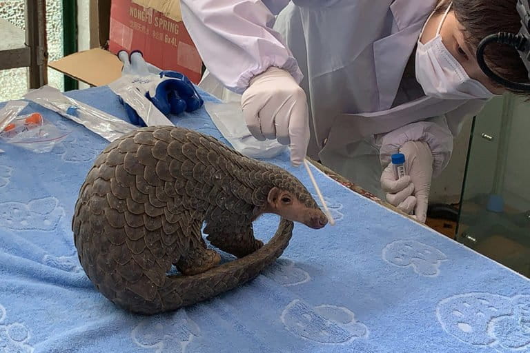 Sophie, head of the pangolin working group of the CBCGDF, sampling a Chinese pangolin's oral and nasal secretions and skin surface tissues at the Jinhua Wildlife Rescue Center. After being cleared, the pangolin was released into the wild. CBCGDF was been working to protect pangolins since 2015. Photo credit: CBCGDF