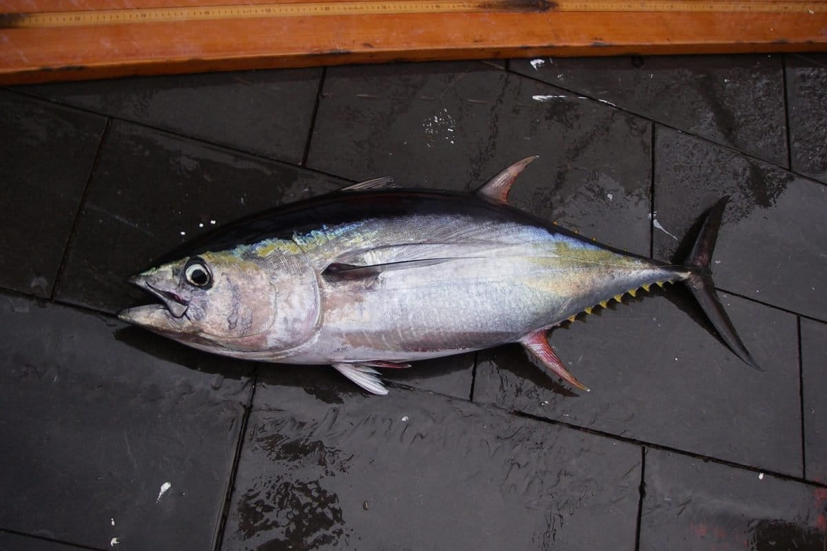 Gone fishing: solutions for the tuna trade