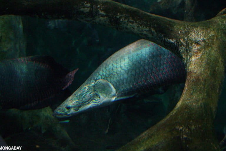 Arapaima in captivity. Photo credit: Rhett A. Butler