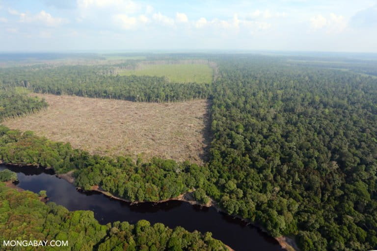 Pejabat Indonesia ditangkap karena dugaan suap untuk mendapatkan izin kelapa sawit