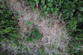 Deforestation in Indonesian Borneo in 2019. Photo credit: Rhett A. Butler