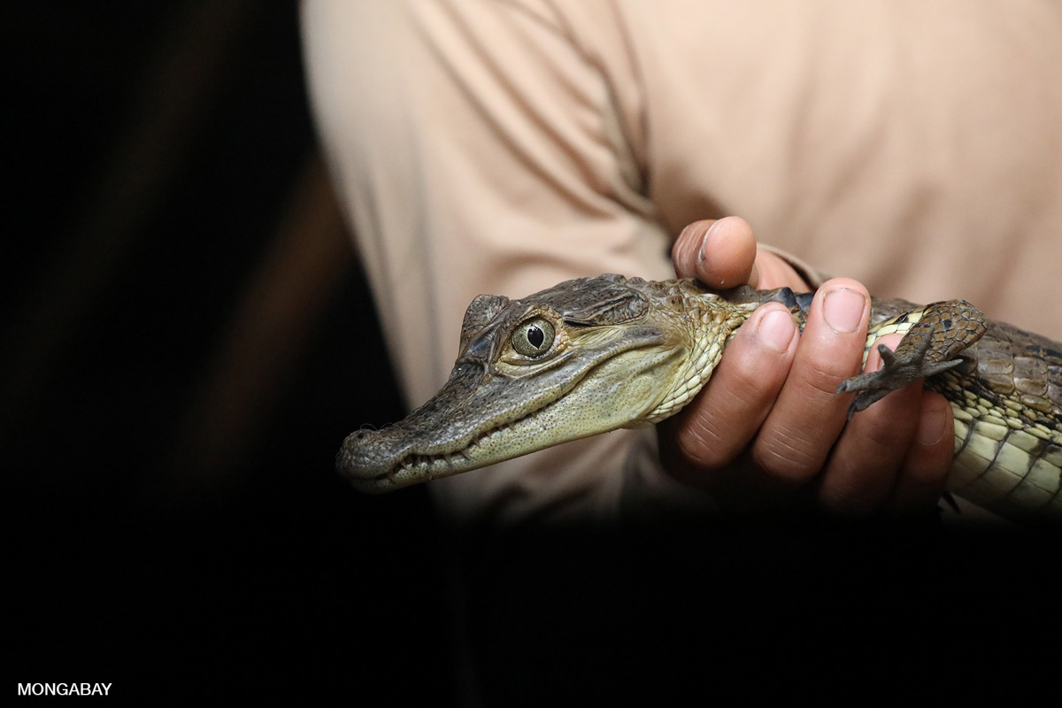 Crocodiles Cut Open, Skinned in Vietnam for Leather Bags - Living - PETA  India