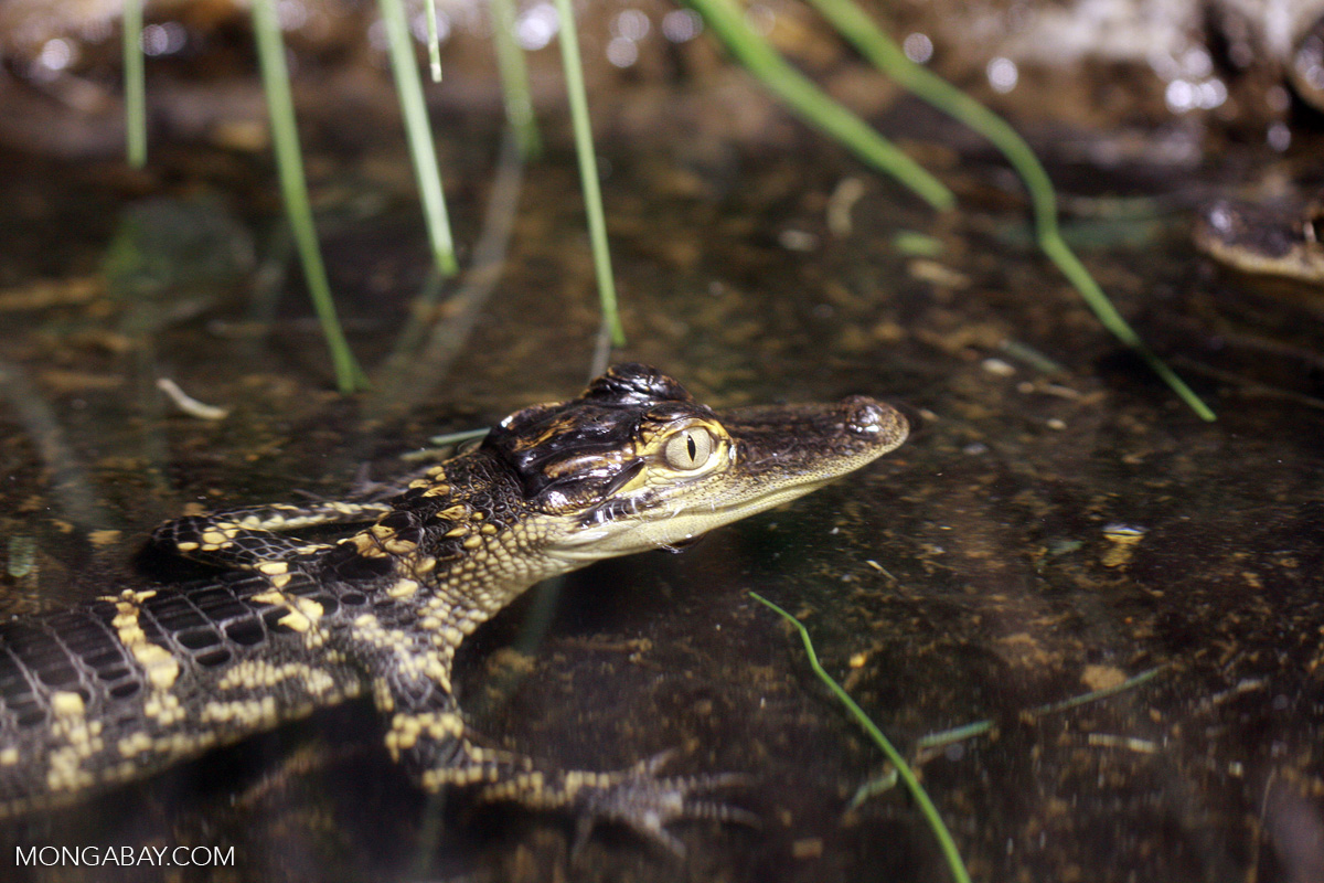 Footage Shows Crocodiles Skinned Alive For Louis Vuitton Purses