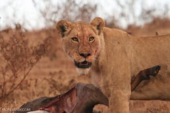 Image of a female lion with wildebeest kill in Tanzania. Image by Rhett A. Butler/Mongabay.