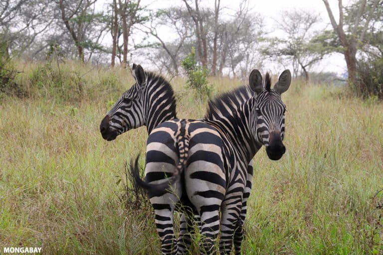 Pair of zebra in Rwanda. Photo credit: Rhett A. Butler