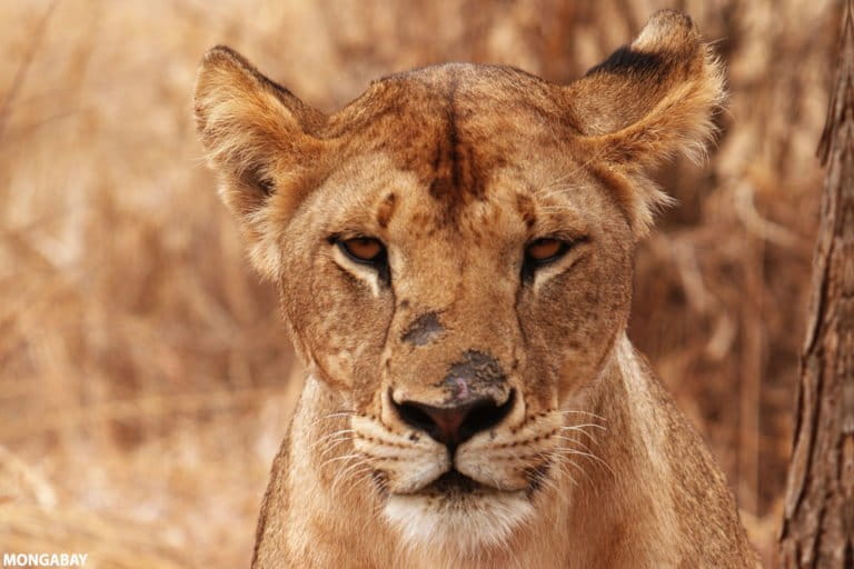 Lioness in Tanzania. Photo credit: Rhett A. Butler