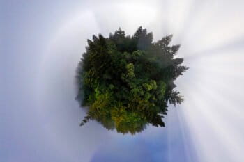 Sphere panoramic photo of redwoods in California. Photo credit: Rhett A. Butler