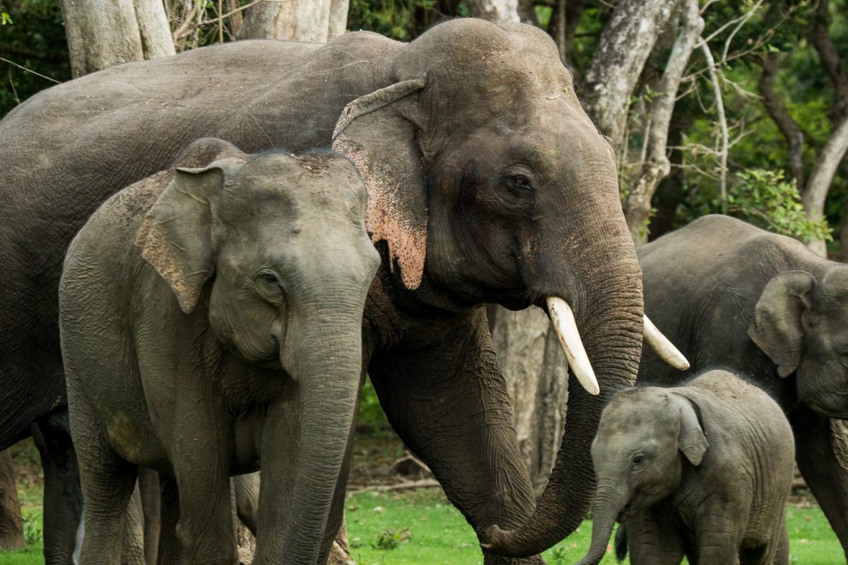 Death of a Sri Lankan icon highlights surge in elephant electrocutions Death of a Sri Lankan icon highlights surge in elephant electrocutions