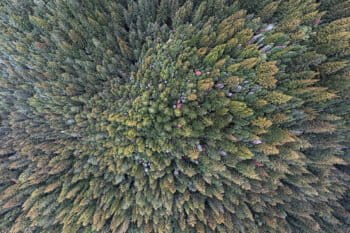 Redwood trees in California. Photo credit: Rhett A. Butler