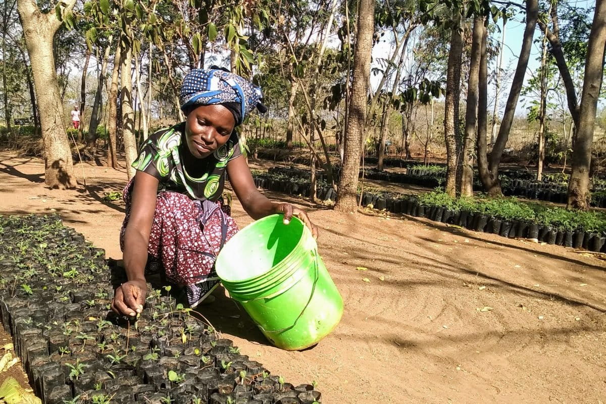 Putting the right plants in the right place boosts restoration (commentary)