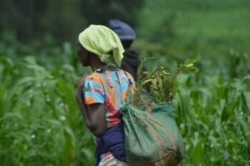 A women working in a tree nursery to supply reforestation in the Maji Mazuri and Makutano forests of Kenya. Photo by The Green Belt Movement courtesy of Ecosia.