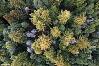 Redwood trees in California. Photo credit: Rhett A. Butler