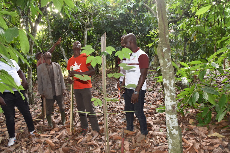 Farmers and ICRAF staff in a cocoa plot where an Akpi sapling (foreground) has been planted as part of a nascent agroforestry system. It is growing well but will take time to break through the cocoa canopy and provide shade and other services. Photo courtesy of Gilberte Kofi/CIFOR-ICRAF