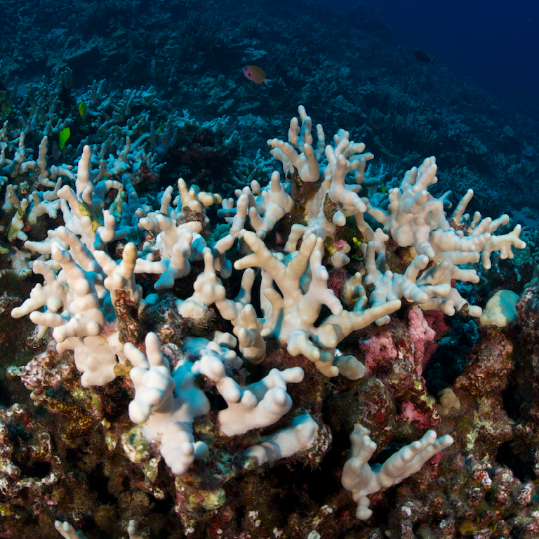  coral reefs