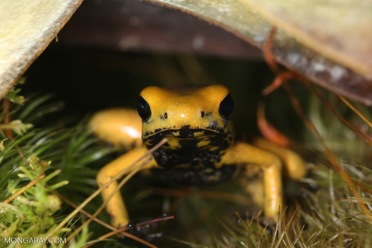 The golden terribilis dart frog, the world's most poisonous frog, is featured in one of the episodes. Photo credit: Rhett A. Butler