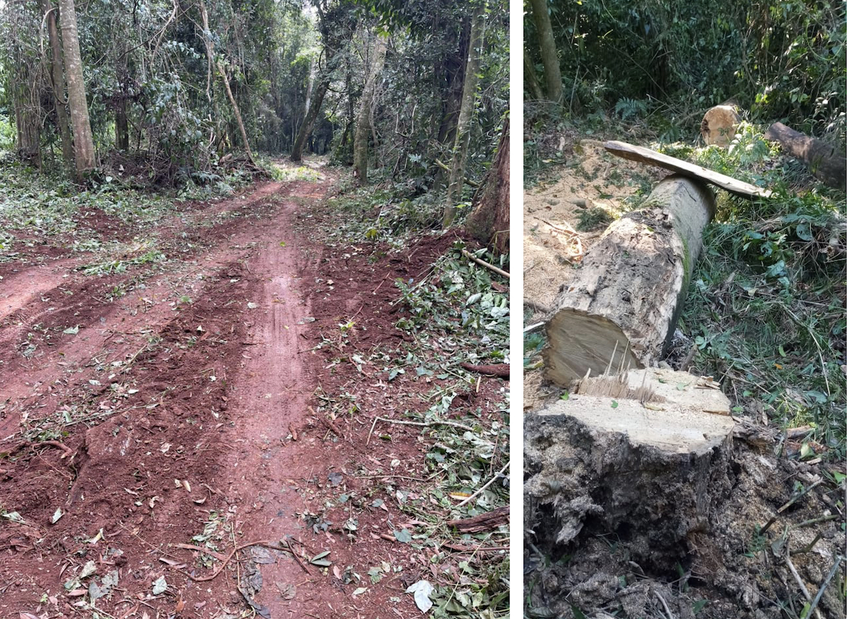 A new road pierces San Rafael forest. Image used with permission from anonymous source.