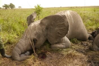 Poached elephant in Garamba National Park, DRC. Image by Nuria Ortega/African Parks via Flickr