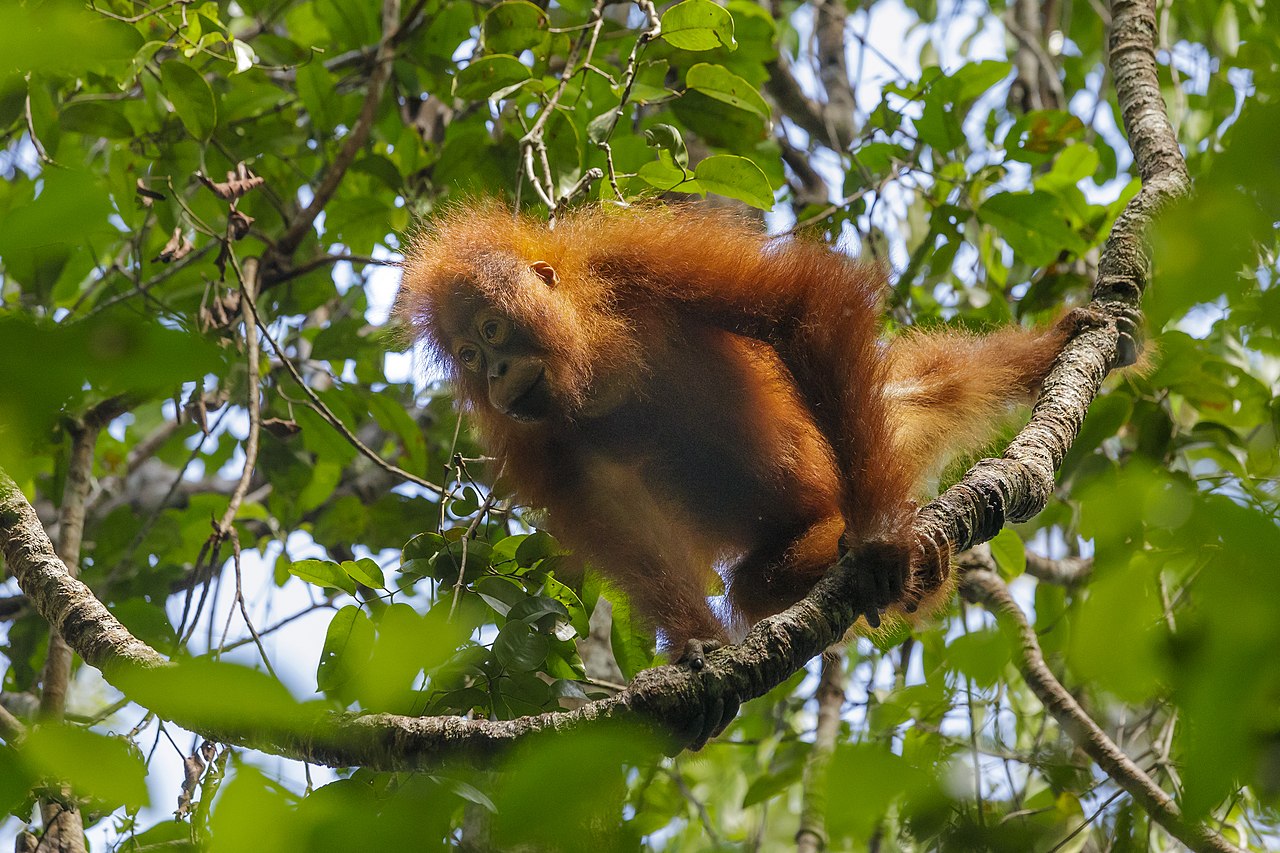 Lean times leave orangutans wasting away. Habitat loss makes things worse Lean times leave orangutans wasting away. Habitat loss makes things worse