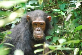 Africa's largest population of eastern chimpanzees live in Bili-Uéré. Image by gombe069 via Wikimedia Commons (CC BY-SA 2.0).