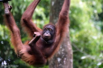 An orangutan in Sabah, Borneo