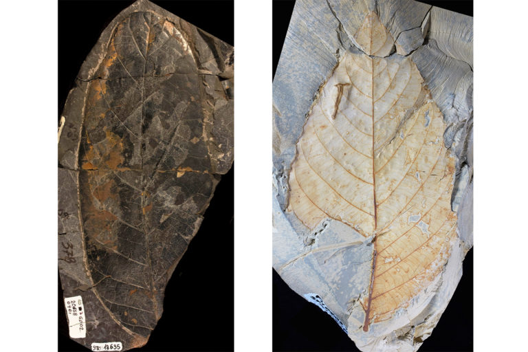 A flowering plant leaf fossil from the Maastrichtian Guaduas Formation in Colombia, 70 million to 66 million years old, left, and a fossilized leaf of the willow family from the Paleogene in Colombia, 58 million to 60 million years old.