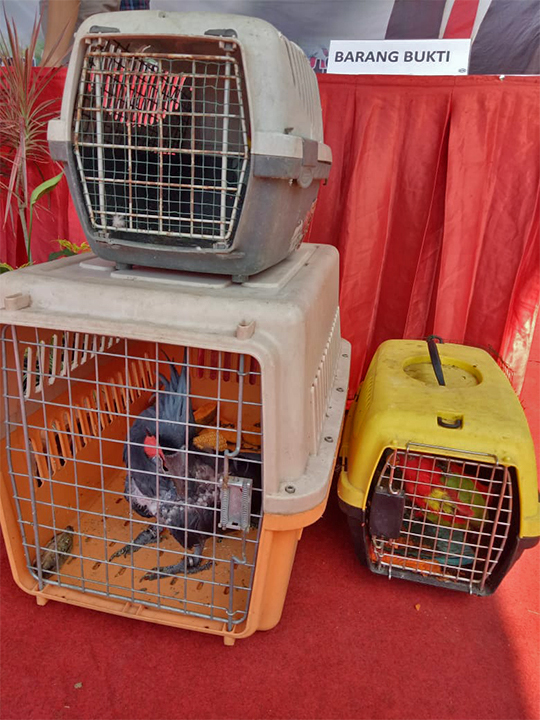 Seized palm cockatoo (Probosciger aterrimus) and chattering lory (Lorius garrulus) in East Java. 