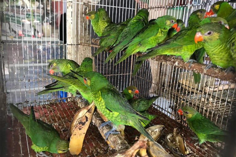 Lorrikeets (Trichoglossus sp.) in a bird market in the Indonesian city of Makassar. 