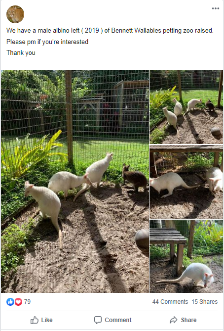 Wallabies, which are not endangered, for sale on Facebook in 2020. 