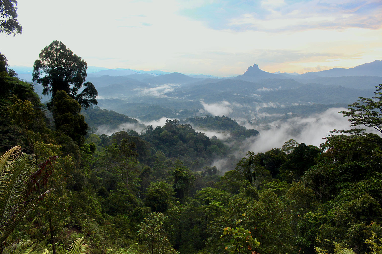 Forest in the Baram Peace Park area in November 2019. The Baram Peace Park – or Taman Damai Baram – is an Indigenous community-led initiative that aims to protect old-growth forest and traditional Indigenous lands in the upper Baram river basin near the border with Indonesia. Photo credit: The Borneo Project.